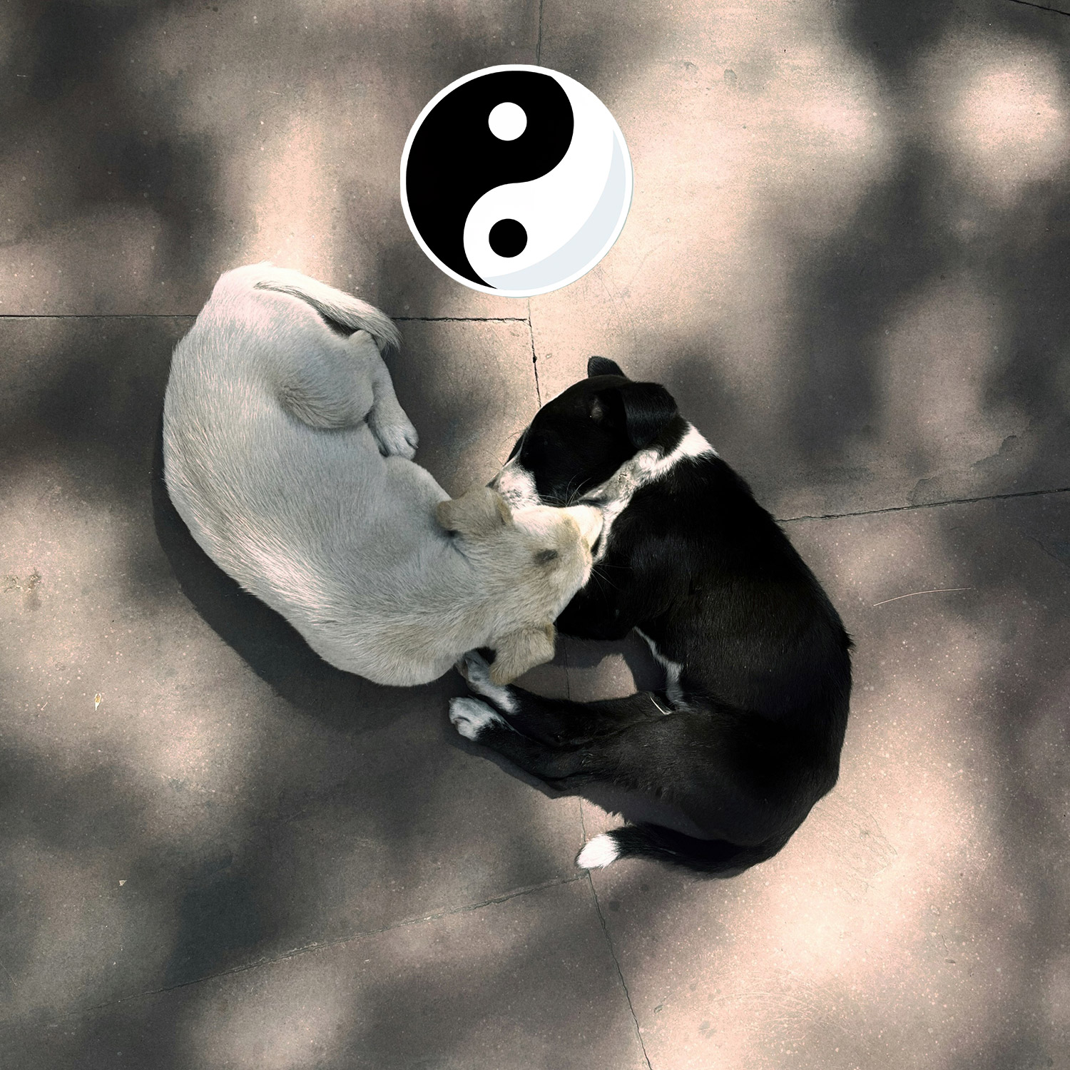 simposio-internacional-de-medicina-veterinaria-tradicional-chinesa-mvtc